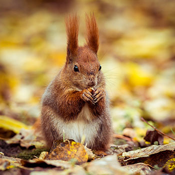 red squirrel eating nuts